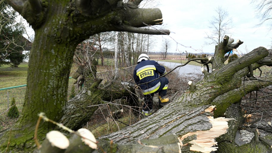 Usuwanie skutków wichury /Darek Delmanowicz /PAP