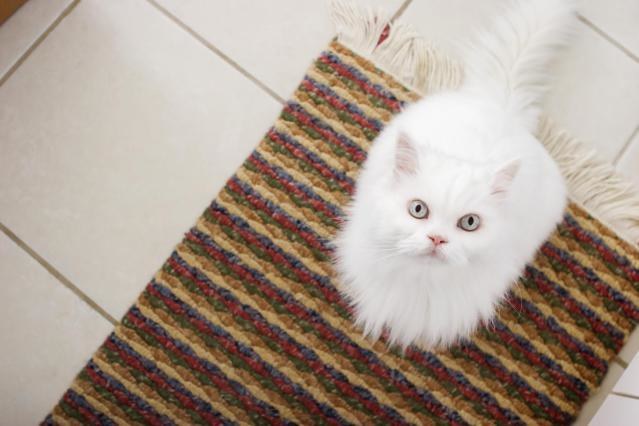 usuwanie zapachu moczu kota /© Photogenica