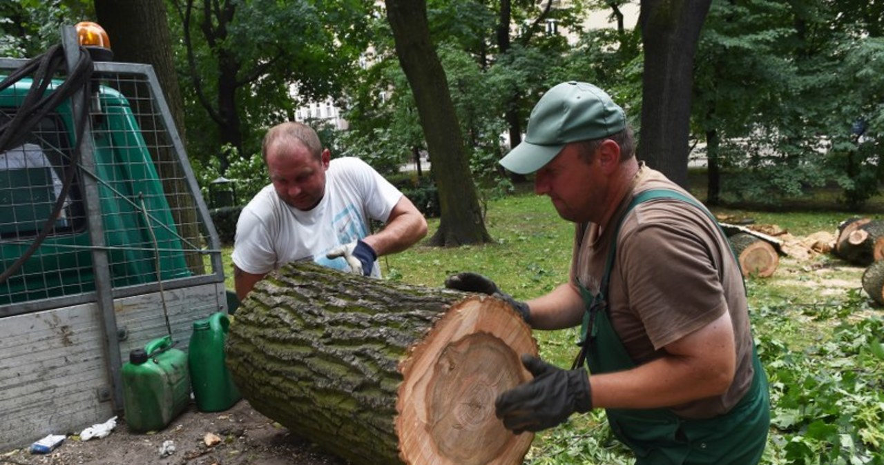 Usuwanie zniszczeń na Plantach w Krakowie 