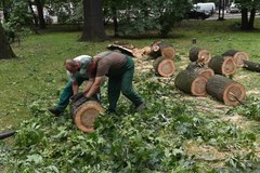 Usuwanie zniszczeń na Plantach w Krakowie 