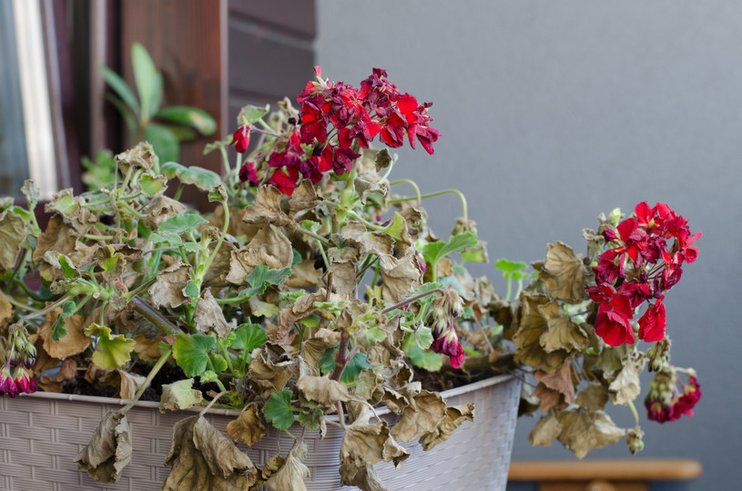 Usychają ci kwiaty? Wybierz idealne gatunki pod swój balkon /123RF/PICSEL