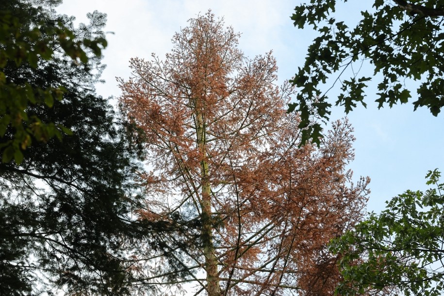 Usychające drzewo w arboretum w Rogowie. /Marian Zubrzycki /PAP