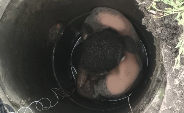 ​Utknął w studzience kanalizacyjnej trzy metry pod ziemią. Jak tam trafił?
