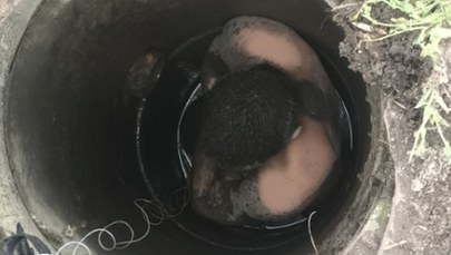 ​Utknął w studzience kanalizacyjnej trzy metry pod ziemią. Jak tam trafił?