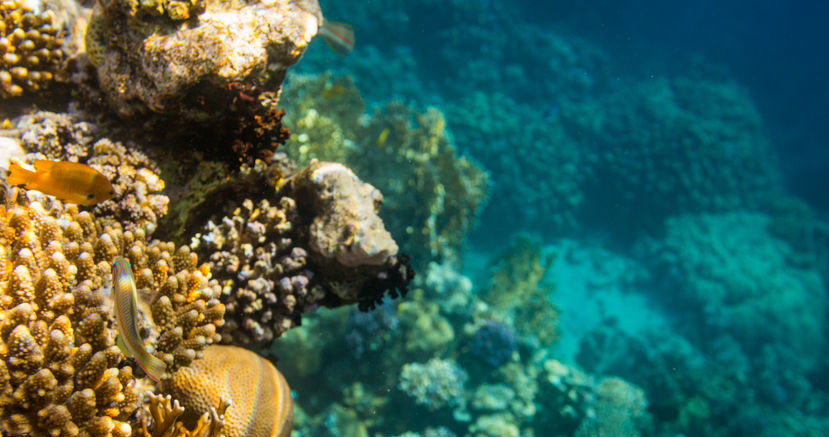 Utrzymanie raf koralowych w dobrym stanie jest w interesie nas wszystkich /123RF/PICSEL