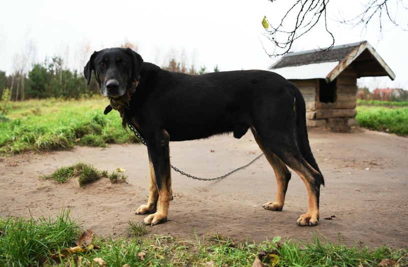 Utrzymywanie psów na łańcuchach jest w Polsce legalne /Justyna Rojek /East News