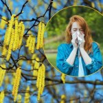 alergia na pyłki Uwaga alergicy! Te drzewa już pylą