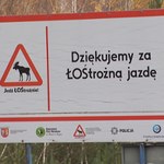 Uwaga, dzikie zwierzęta! Zderzenie może być niebezpieczne