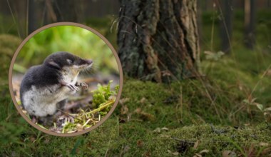 Uwaga! ​Jadowity ssak zauważony w polskich lasach. Dziennie zjada prawie tyle, ile waży