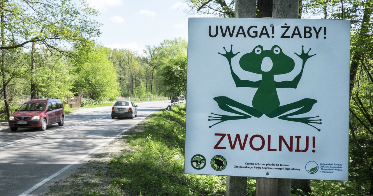 Uwaga kierowcy - rozpoczął się okres migracji płazów - w okolicach zbiorników wodnych można się spodziewać nietypowych utrudnień / Jacek Domiński/REPORTER /East News