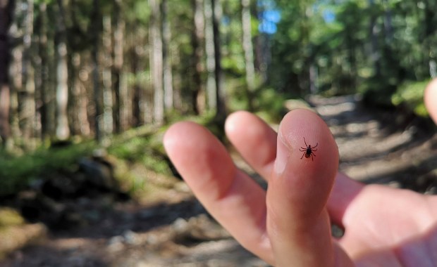 Uwaga, kleszcze atakują! Zobacz, jakie tereny są najbardziej niebezpieczne