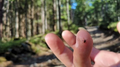 Uwaga, kleszcze atakują! Zobacz, jakie tereny są najbardziej niebezpieczne