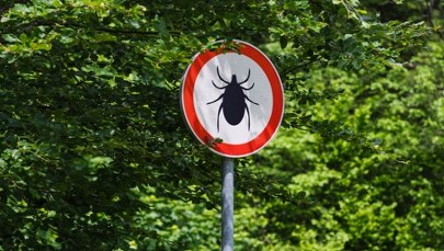 Uwaga, kleszcze w natarciu! "Koty służą im za taksówki"