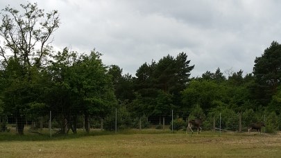 Uwaga, łosie na S10 w Kujawsko-Pomorskiem 