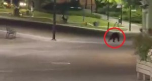 Uwaga mieszkańcy Przemyśla! Niedźwiedź na ulicach miasta [NAGRANIE]
