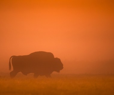 Uwaga na bizona. Uciekł z azylu i tropią go myśliwi