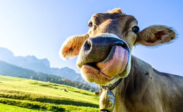 Uwaga na krowy! Bydło wściekle atakuje w Alpach