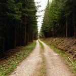 Uwaga na leśne drogi. Nie muszą być zamknięte szlabanem, by nie wolno było wjechać