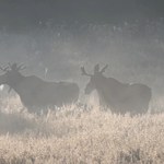 Uwaga na łosie. Czarna seria na drogach w Polsce