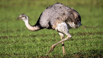 Uwaga na... nandu. Egzotyczny ptak wybiegł w Niemczech na drogę 