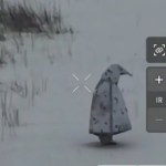 Uwaga na pingwiny! Rosjanie testują eksperymentalny kamuflaż