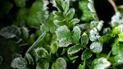 Uwaga na przymrozki. Jest ostrzeżenie IMGW 