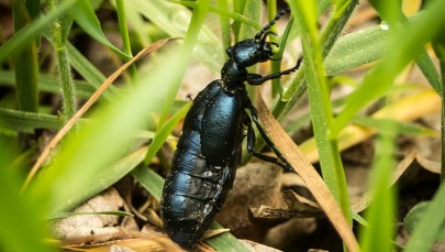 Uwaga na tego chrząszcza. Oleica krówka wydziela trującą ciecz 