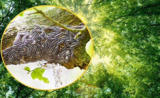 Uwaga na włochate gąsienice. Kontakt z nimi może skończyć się w szpitalu