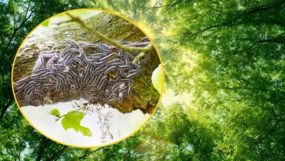 Uwaga na włochate gąsienice. Kontakt z nimi może skończyć się w szpitalu