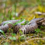 Uwaga na żmije! Schwytał ją i gorzko pożałował
