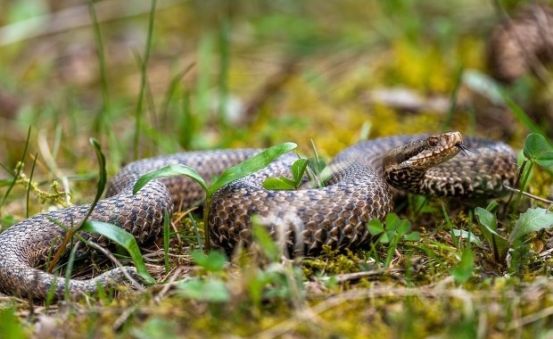 Uwaga na żmije! Schwytał ją i gorzko pożałował