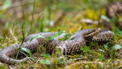 Uwaga na żmije! Schwytał ją i gorzko pożałował