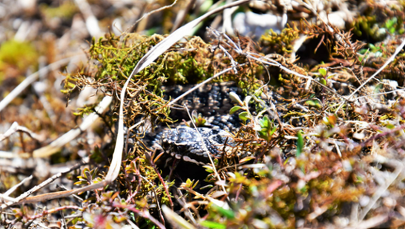 ​Uwaga na żmije w Tatrach