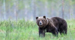 Uwaga niedźwiedź! Alarm w Piwnicznej-Zdroju
