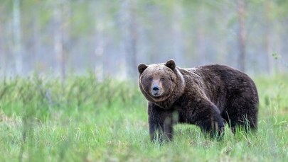 Uwaga niedźwiedź! Alarm w Piwnicznej-Zdroju