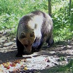 Uwaga, niedźwiedź niedaleko Tarnowa. Zdjęcia z fotopułapki