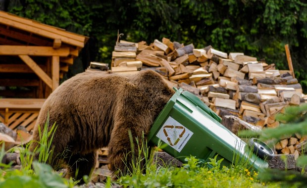 Uwaga, niedźwiedź! Władze gminy ostrzegają przed drapieżnikiem