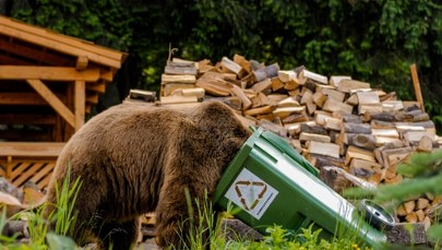 Uwaga, niedźwiedź! Władze gminy ostrzegają przed drapieżnikiem