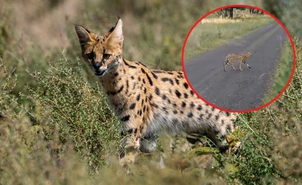 Uwaga serwal! Nadleśnictwo ostrzega przed drapieżnikiem