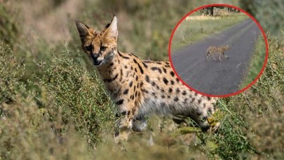 Uwaga serwal! Nadleśnictwo ostrzega przed drapieżnikiem