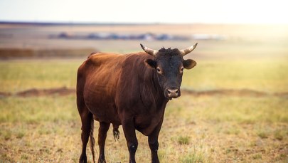 Uwaga! Stado kilkudziesięciu byków uciekło z gospodarstwa, policja apeluje