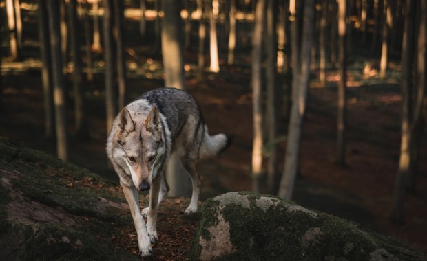 Uwaga wilki! Władze gminy ostrzegają