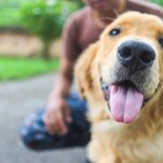 Uważaj, co mówisz przy swoim psie. On Cię podsłuchuje, nawet jak rozmawiasz z żoną