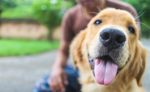 Uważaj, co mówisz przy swoim psie. On Cię podsłuchuje, nawet jak rozmawiasz z żoną