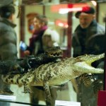 wakacje Uważaj, co przywozisz z wakacji. Za to mogą być i trzy lata więzienia
