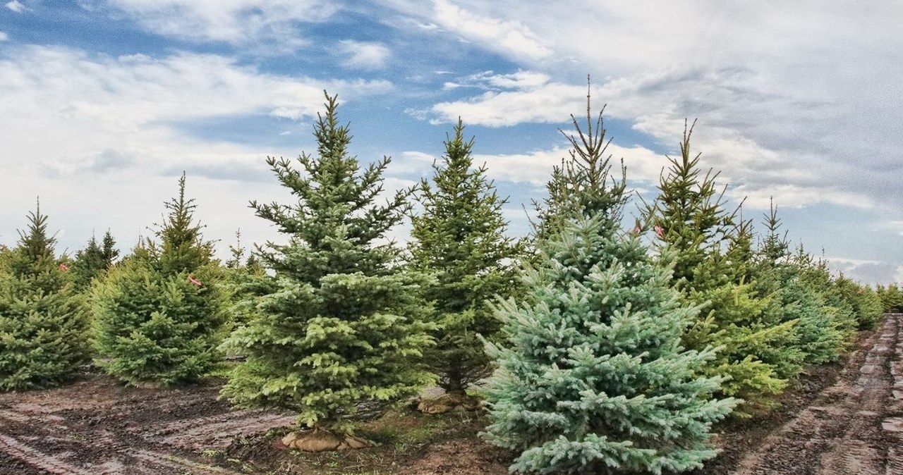 Uważaj, co się znajduje na świeżo kupionej choince — do domu możesz wnieść szkodniki /Getty Images Signature /Canva Pro