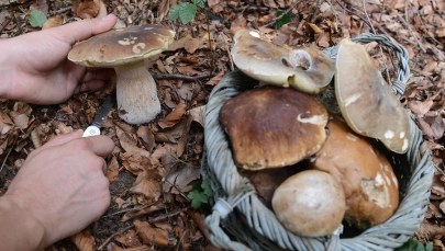 Uważaj, gdzie zbierasz grzyby 