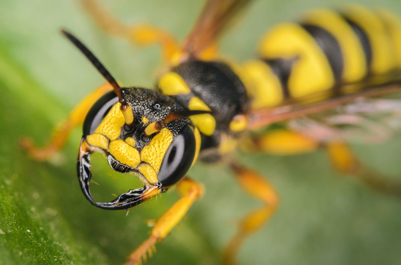 Uważaj na swoje napoje - pszczoła bądź osa może do nich niepostrzeżenie wlecieć /123RF/PICSEL