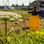 Uważaj na te rośliny! Barszcz Sosnowskiego i inne niebezpieczne gatunki w Polsce