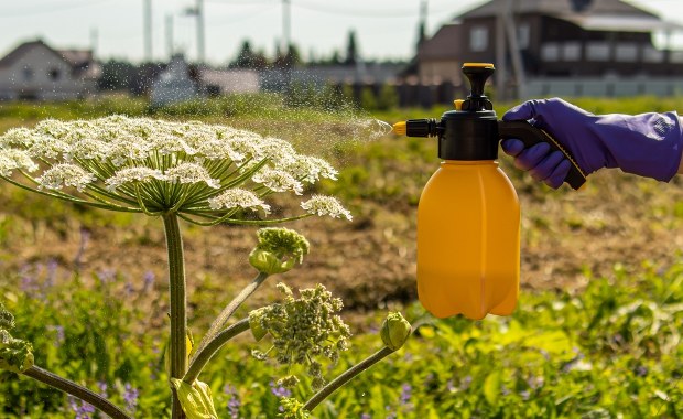 Uważaj na te rośliny! Barszcz Sosnowskiego i inne niebezpieczne gatunki w Polsce